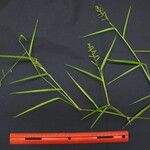 Panicum pilosum Övriga