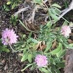 Lomelosia divaricata Fleur