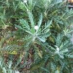 Euryops pectinatus Folio