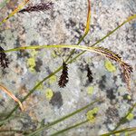 Carex frigida Ekosanga