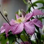 Clematis viticella Altro