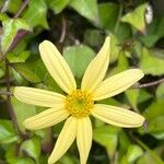 Senecio macroglossus 花