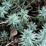 Petrosedum forsterianum Hoja