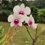 Dendrobium spp. Flor