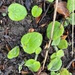 Viola collina Leaf