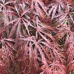 Acer palmatum Φύλλο