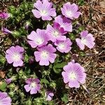 Malva punctata Leaf