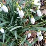 Galanthus plicatusΛουλούδι