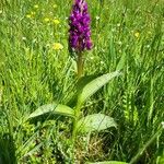 Dactylorhiza majalis Φύλλο