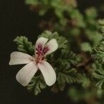 Pelargonium abrotanifolium Λουλούδι