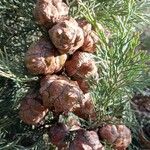 Cupressus sempervirens Frucht