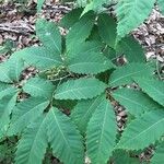 Castanea dentata Leaf