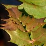 Mahonia bealei Leaf