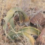 Welwitschia mirabilis Blatt
