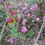 Symphoricarpos orbiculatusFrucht