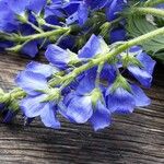 Veronica austriaca Flower