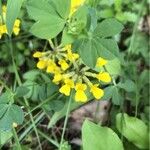 Coronilla vaginalis Habit