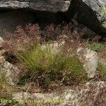 Agrostis rupestris Elinympäristö