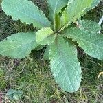 Lactuca virosa Foglia