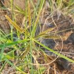 Cyperus rohlfsii Flower