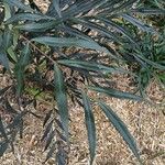 Mahonia fortunei Leaf