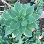 Cistanthe grandiflora برگ