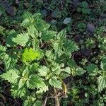 Urtica dioica Hábitos