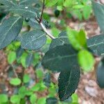 Ilex vomitoriaList