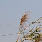 Phragmites karka 葉