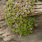 Limonium minutum Habitat