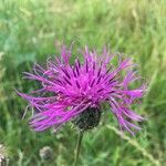 Centaurea scabiosaΛουλούδι