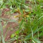 Cyperus fuscus Květ