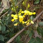 Vigna luteola Vivejo