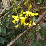 Vigna luteola অভ্যাস