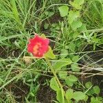 Hibiscus aponeurus Hábito