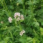 Valeriana officinalisFleur