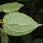 Miconia crenulata Blad