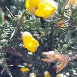 Ulex europaeusFlower