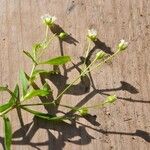 Moehringia macrophylla Hábito