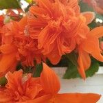 Begonia pendula Çiçek