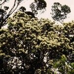 Syzygium tripetalum Habitus