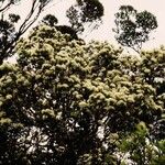 Syzygium tripetalum Hábito