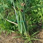 Allium canadense Feuille