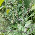Ambrosia artemisiifolia Цвят