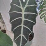 Alocasia longiloba Blatt