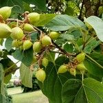 Paulownia tomentosaFruchs