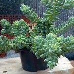 Sedum burrito Feuille