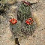 Ferocactus wislizeniبرگ