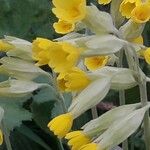 Primula verisFlors