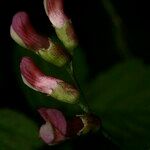 Vicia dumetorum Kvet